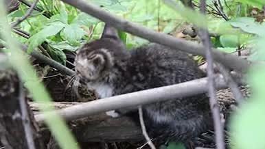 树丛中可爱的小猫咪视频的预览图